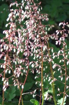 Heuchera rubescens var. glandulosa, Jack o the Rocks, grows in rocky areas,  has red stems and white to pink flowers, which make a good contrast. - grid24_6