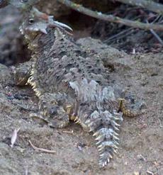 A Blainville's (Coast) Horned Lizard Phrynosoma (Anota) coronatum sometimes called a horny toad. Term of endearment expressed by wife? - grid24_6