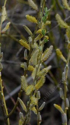 Salix lasiolepis, Arroyo Willow, in flower - grid24_6