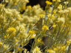Orange or Sulfur butterfly in the Rabbitbrush. - grid24_6