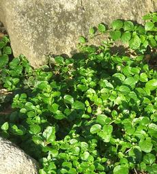 Yerba Buena, Satureja douglasii is a beautiful green groundcover  in part shade with rocks. - grid24_6