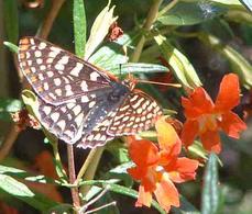 Checkerspot Buterfly on a Diplacus punceus - grid24_6