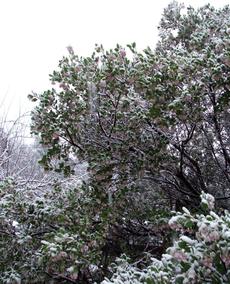 Arctostaphylos manzanita x densiflora, Austin Griffiths Manzanita did ok in up to a foot of snow. Hummingbirds were still working the flowers. - grid24_6