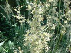 Juncus macrophyllus Long leaf rush - grid24_6