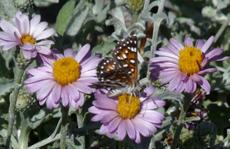 Corethrogyne filaginifolia, Silver carpet, Common Corethrogyne with Metal Mark butterfly. - grid24_6