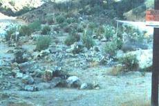 restoring a rock quarry with California native plants - grid24_6