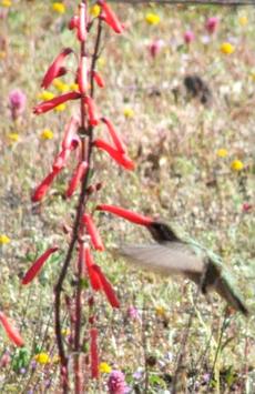 These Penstemon centranthifolius, or Scarlet Bugler, flowers, are being visited by an Anna's Hummingbird - grid24_6