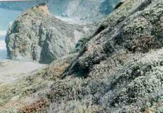 Cliff Buckwheat, California Sage brush and some Dudleyas on a coastal Bluff. - grid24_6