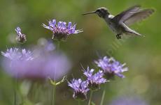 A young Anna Hummingbird on Salvia Alpine, Cleveland Sage. Cleveland Sage is drought resistant and can look good with 7-8 inches of rainfall. Your native garden needs very little water in a drought  to  look and smell good. - grid24_6