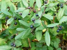 Coffeeberry, Rhamnus californica,  with berries.  Native plants attract native birds. - grid24_6