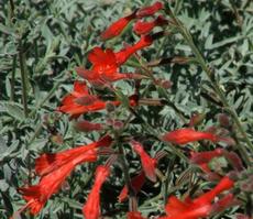 Zauschneria california, Epilobium, Uvas Canyon is a California fuchsia  that grows very will in a large pot or container garden. - grid24_6