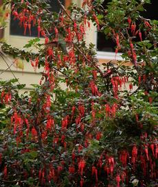 Ribes specosum, Fuchsia flowered Gooseberry,  in flower with Anna Hummingbird up in left corner - grid24_6