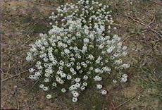 Sweet Alysum (Lobularia maritima) is native to the Mediterranean area and east to Armenia, North into France. Sweet Alysum is an annual mustard that can cover large areas with its weedy habit, then die in midsummer.  A ruderal. - grid24_6