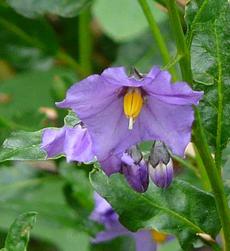 Solanum xanti hoffmannii grows from about Santa Barbara south into San Diego County.  - grid24_6