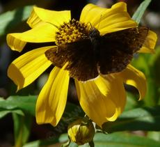 Bidens laevis, Joaquin Sunflower  with a Dusky Butterfly - grid24_6