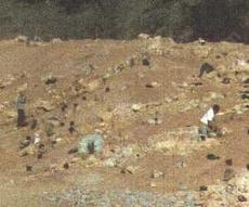 planting native plants next to rocks - grid24_6