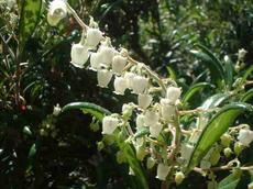 Here is a photo of an inflorescence of Comarostaphylis diversifolia, Summer Holly, with translucent urn-shaped flowers.  - grid24_6