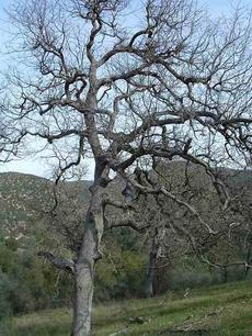 Blue Oak - Quercus douglasii loses leaves in winter - grid24_6