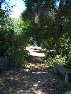 shade of an central oak woodland - grid24_6