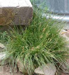 Carex praegracilis (clustered field sedge) - grid24_6