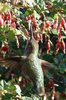 An Anna's Hummingbird Ribes californicum - grid24_6