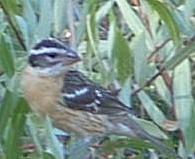 An old photo of Black headed Grosbeak - grid24_6