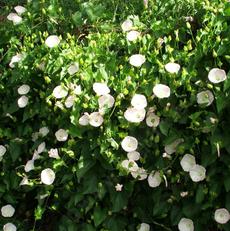 Calystegia macrostegia,  California  Morning Glory growing on fence in Escondido - grid24_6