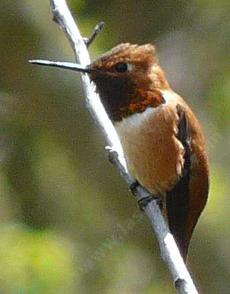 Rufous Hummingbird, 
Selasphorus rufus on watch. Come on, make my day. - grid24_6