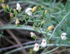 Here is a closeup of the flowers and buds of Keckiella breviflora, Yawning Penstemon, under a Quercus agrifolia, in our Santa Margarita garden. - grid24_6