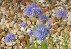 Gilia capitata, Globe Gilia, is shown here in the Santa Margarita nursery, California. - grid24_6