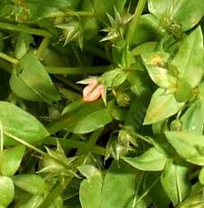 Scarlet pimpernel weed - grid24_6