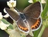 Acmon Blue female butterfly - grid24_6