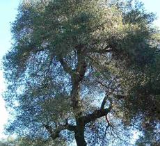 a large coast live oak - grid24_6