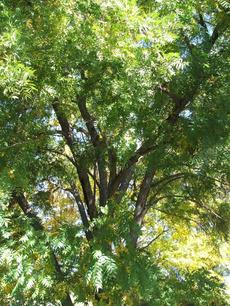 Here is a nice specimen  of Juglans hindsii, Northern California Walnut in the Santa Margarita garden.  - grid24_6