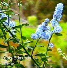 Louis Edmunds Ceanothus - grid24_6