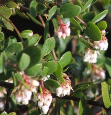 Morro Bay Manzanita, Arctostaphylos morroensis. Even though it grows in Los Osos - grid24_6