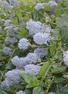 Ceanothus thyrsiflours repens. - grid24_6