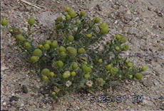 Pineapple weed(Matricaria matricarioides, Lepidotheca suaveolens, Chamomilla suaveolens)  - grid24_6