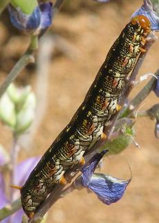White-lined sphinx moth caterpillar - Hyles lineata, on Lupinus excubitus - grid24_6