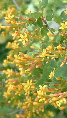 Ribes aureum gracillimum, Golden Currant has reddish yellow flowers. - grid24_6