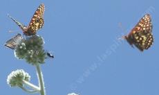 Eriodictyon tomentosum,  Woolly Yerba Santa. Checkerspot, Hair Streak with native bee. - grid24_6