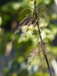 Box elder male flowers - grid24_6