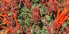 Monardella macrantha, Hummingbird Monardella or Red Monardella - grid24_6