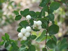 Symphoricarpos albus laevigatus, Common Snowberry berries. - grid24_6