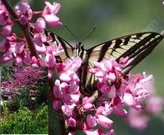 A Pale Swallowtail butterfly on  the Redbud, Cercis occidentalis, the inset shows Golden Currant, Ribes aureum gracilentum flowered exactly right.  - grid24_6