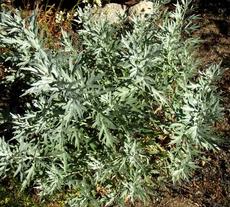 Artemisia ludoviciana,  White Sagebrush leaves - grid24_6