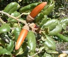 weird acorns on a Coast live oak - grid24_6
