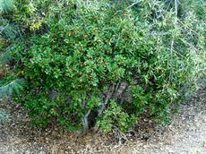 Rhamnus californica, Eve Case Eve Case - grid24_6