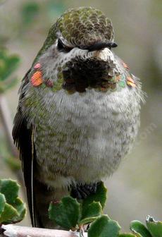 A young Anna's Hummingbird giving me THE LOOK - grid24_6