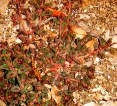 spotted spurge is one of those weeds that you have to hand pull. WHAT a PAIN! - grid24_6